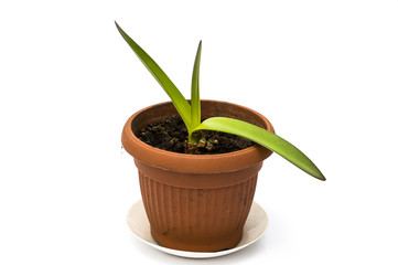 Green shoots growing from an amaryllis bulb in a pot on white background