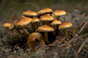 small family of mushrooms