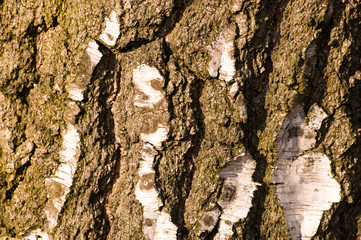 Wooden texture with birch bark, closeup