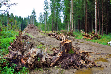 Nature Soul Impression