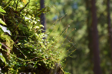 Nature Soul Impression