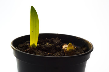 Green shoots growing from an amaryllis bulb in a pot on white background