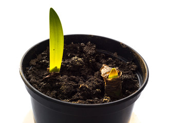 Green shoots growing from an amaryllis bulb in a pot on white background