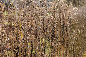 Dry plants useful as autumn background