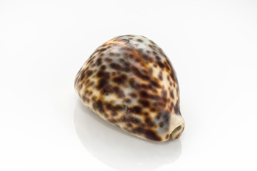 Spotted sea shell isolated on white background