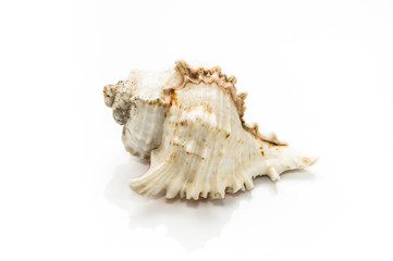 Sea shell isolated on white background