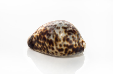 Spotted sea shell isolated on white background