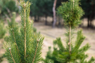 Two small pine in coniferous forest, background