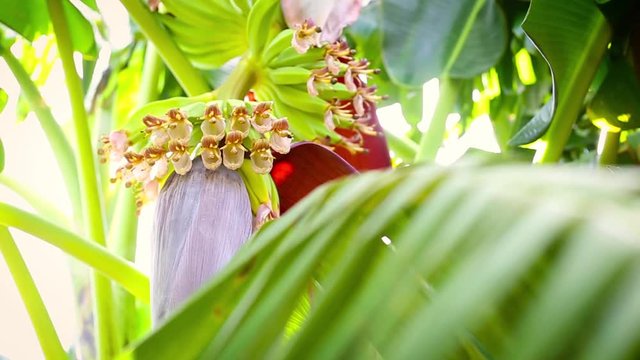 Shot of pollination occurring in my backyard with bees and banana palnt