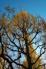 イチョウ並木の黄葉