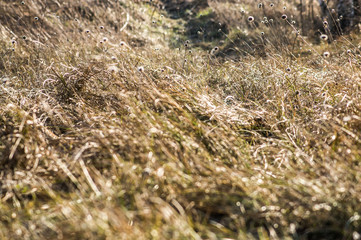 Dry grass useful as autumn background