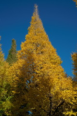 Fototapeta premium イチョウ並木の黄葉