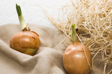 Onion with sprouting green chive on rustic background