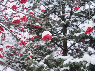 Bunches of Rowan berries under the snow. After snowfall.