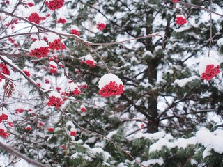 Bunches of Rowan berries under the snow. After snowfall.