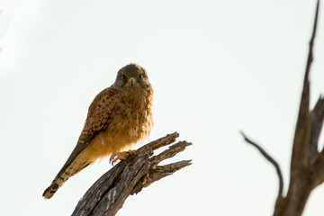 Turmfalke