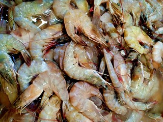 Little shrimp vol.2