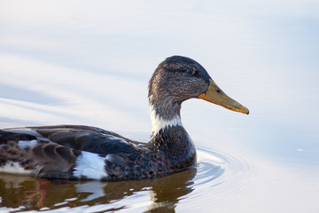Stockente