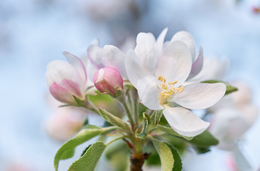 Fototapeta na wymiar Apple tree blossom close-up. White apple flower on natural blue background. 