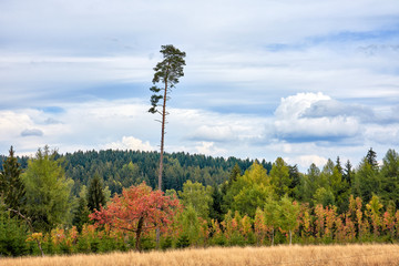 Obraz premium Herbstliche Landschaft im Erzgebirge