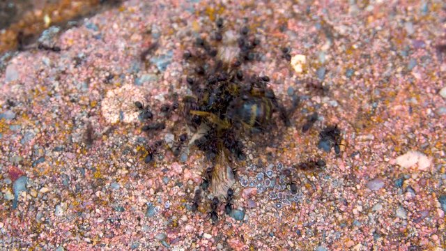 Army of ants vs a bee