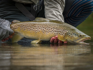 Obraz premium Trout being released back into the water