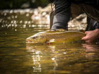 Trout being released back into the water