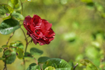 Rose Rouge