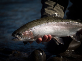 Trout being released back into the water