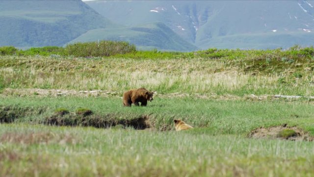Family of young Alaskan brown bear cubs with their mother on Katmai Peninsula National Park Reserve Alaska USA 