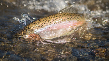 Trout being released back into the water