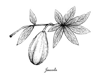Hand Drawn of Jaracatia Fruit on White Background
