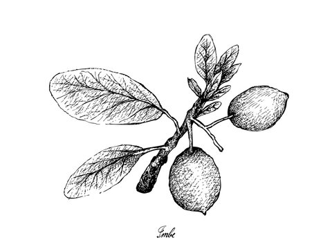 Tropical Fruit, Illustration of Hand Drawn Sketch Imbe, African Mangosteen or Garcinia Livingstonei Fruits Isolated on White Background.