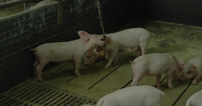 pigs are playing a toy
