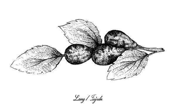 Tropical Fruit, Illustration of Hand Drawn Sketch Jujube, Lang, Chinese Date or Ziziphus Jujuba Fruits Isolated on White Background.