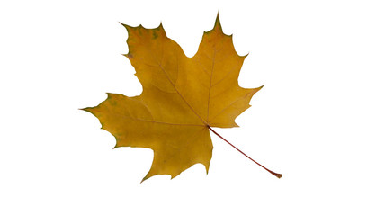 maple yellow leaf