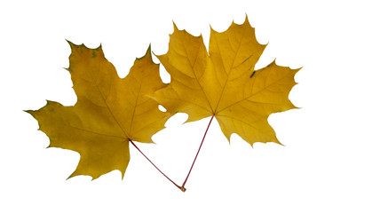 maple leaves on white background