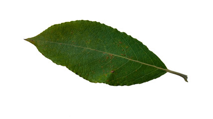 Obraz premium green leaf on white background