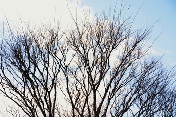 Late autumn sky and tree / seasonal background material