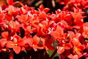 kalanchoe