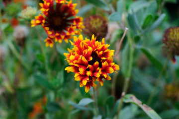 red flower, nature, flora