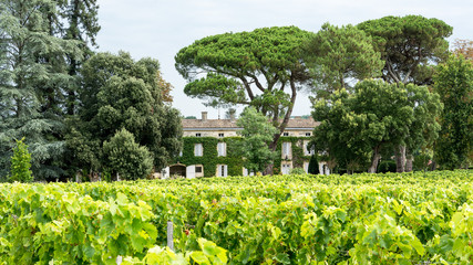 French Bordeaux vineyard