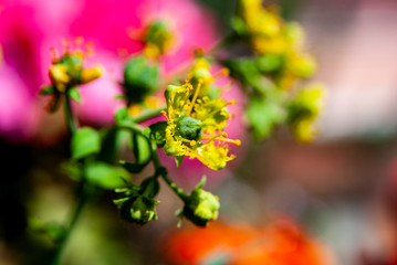 Fiori e Boccioli gialli