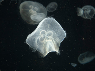 sea moon jellyfish