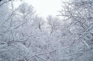 Fototapeta premium winter landscape