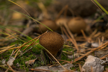 small fungus with prickles