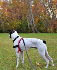 Nature Soul Impression