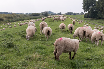 Schafe auf dem Deich in Norddeutschland