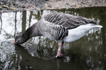 Candian Goose drinking water from side in puddle