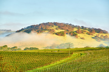 Vineyards in California, USA